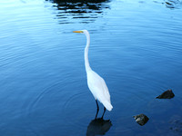 Poignant Lake Anza Swan