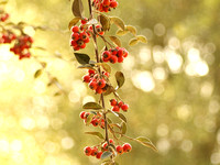 Red Blossoming Berries Growing from Trees