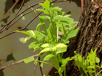 Plant Stem Growing on Tree